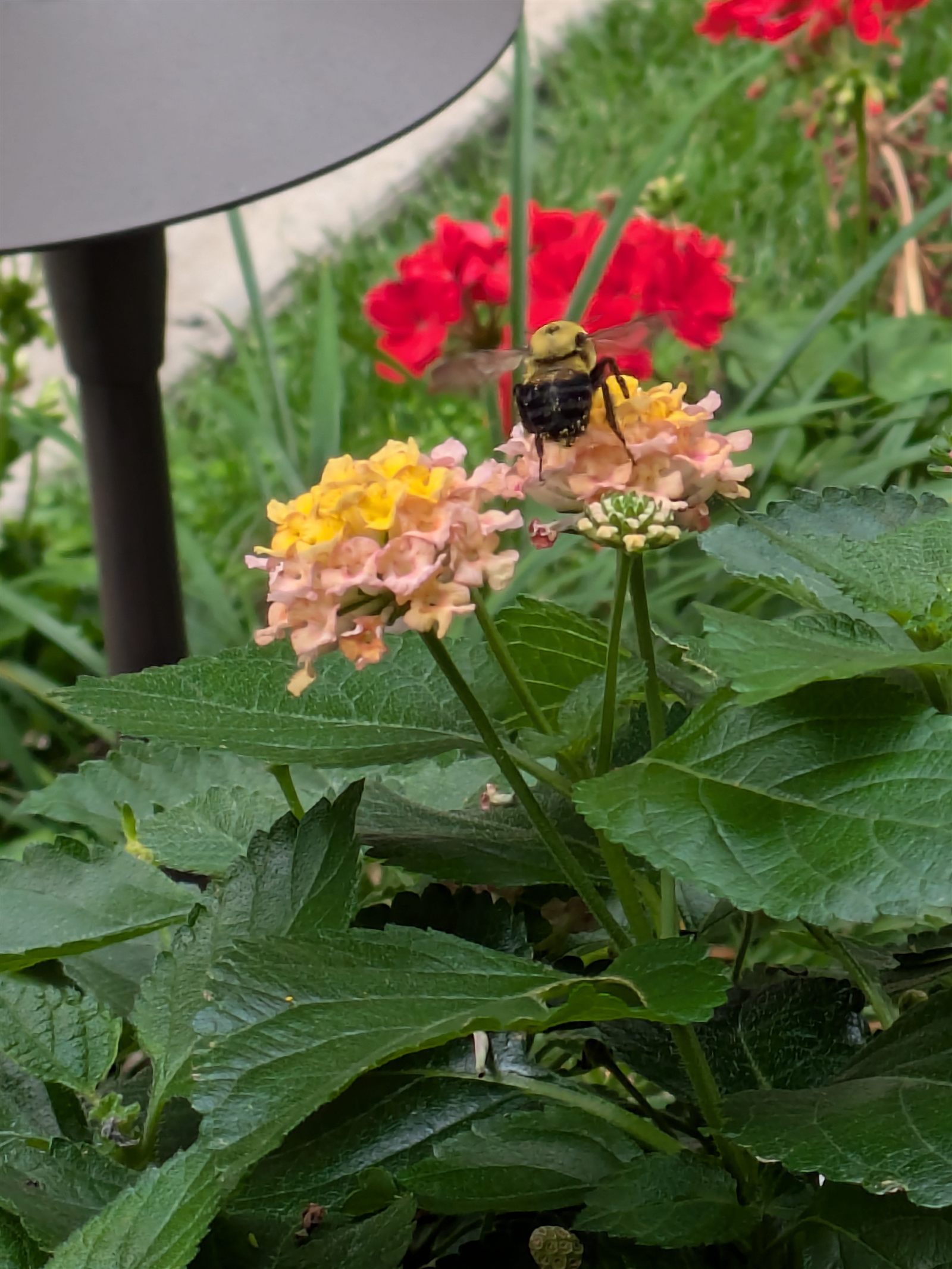 A bumblebee visiting flowers in the Washington Plaza courtyard